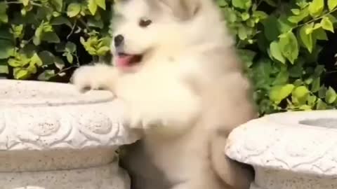 fluffy puppy