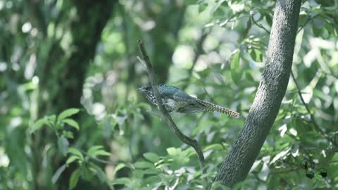 Wildlife of Nepal - From the eyes of a Blazed Photographer