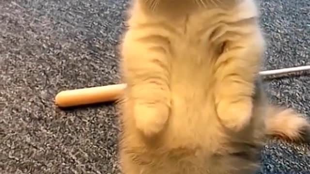 # # of pet career planOf pet # cute to explosion