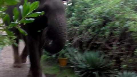 Wild Elephant at Hotel