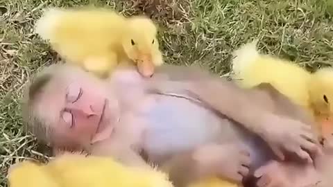 The furry and feathered friends are so cute