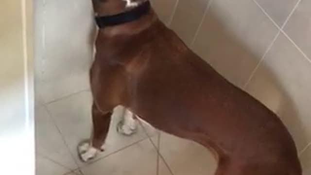 Boxer puppy having a shower