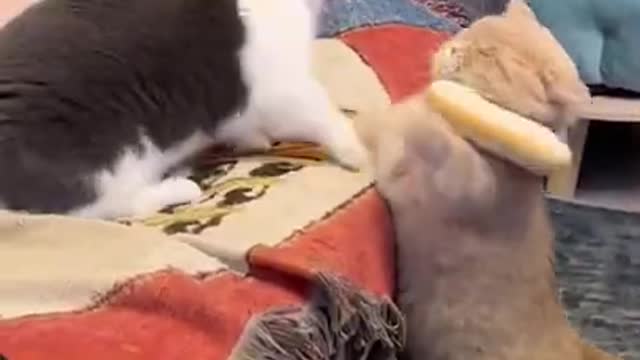 😇 Laugh non-stop with these funny cat 😹 - Funniest cat Expression Video 😇 - Funny Cat Life