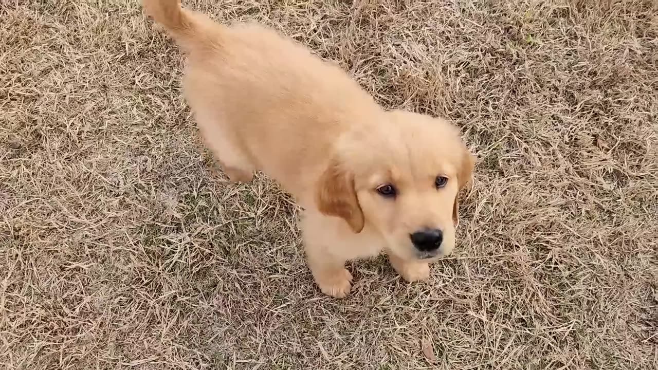 Little dogs funny fight with other little dog