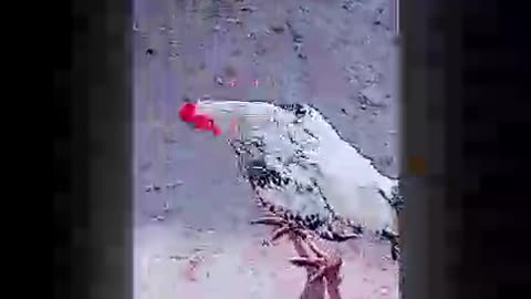 How to get the next day I amazing I amazing and rice 🌾❤️ to