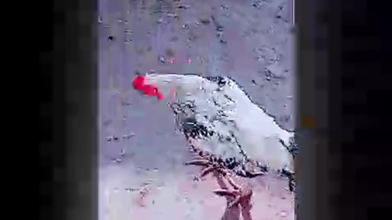 How to get the next day I amazing I amazing and rice 🌾❤️ to