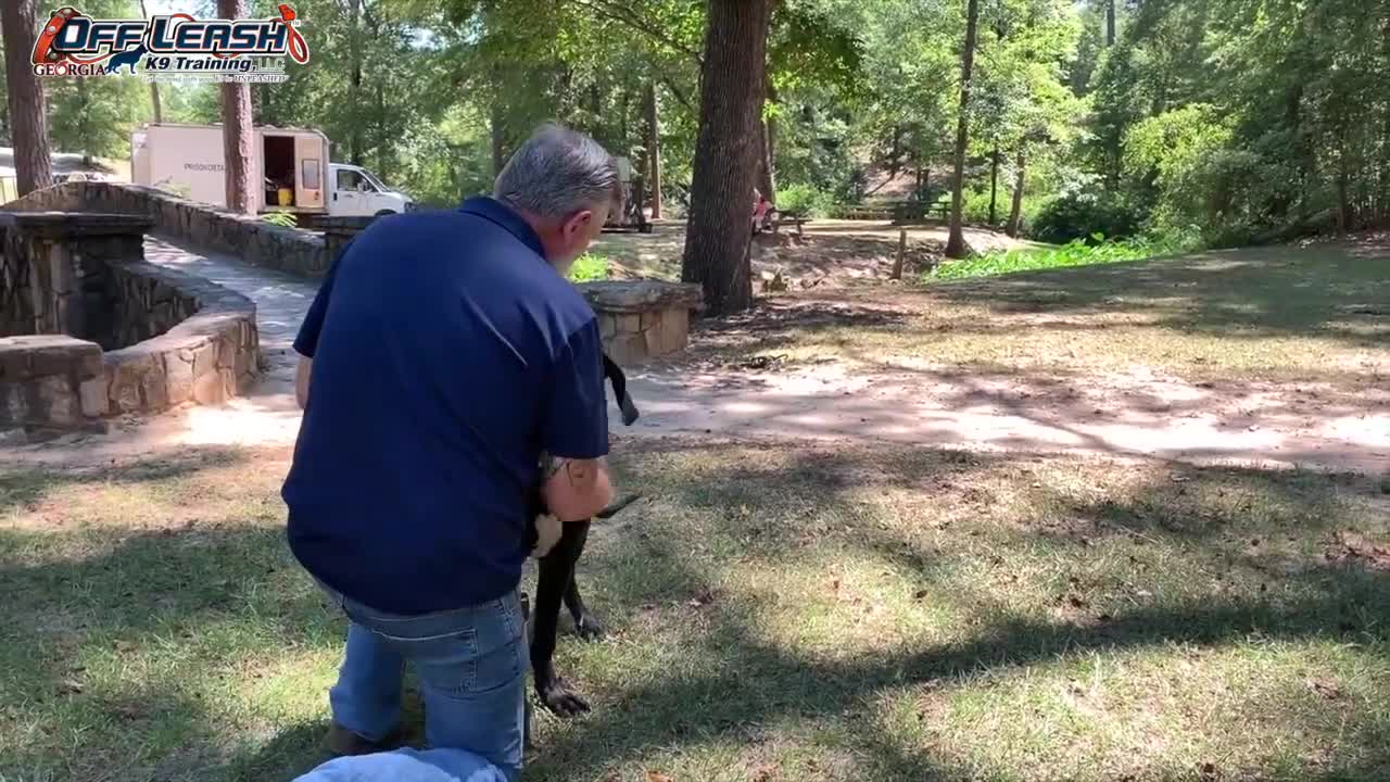 5 Month Old Great Dane Dog Training