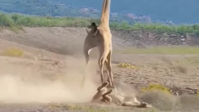 Lion hunting giraffe