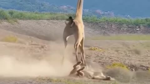 Lion hunting giraffe