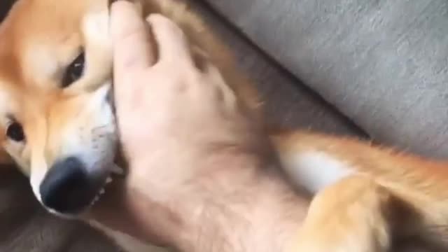 Successfully covered the dog's mouth