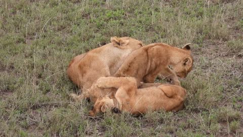 Cute Lion 😍