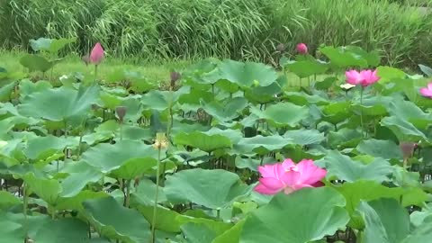 Lotus Flower, Lotus Blooming, Lotus root,leaves in Japanese flower garden, gardening walking tour