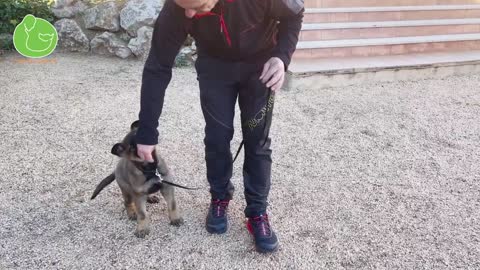 APRENDE A PASEAR A TU PERRO