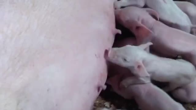 Mother pig and piglets..🐖🐖🐖