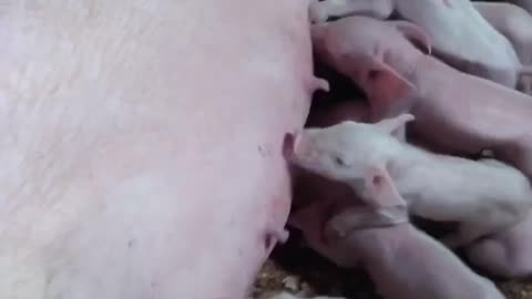 Mother pig and piglets..🐖🐖🐖