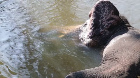 View of an elephant bathing in a stream. Its common practice to refresh