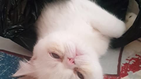 Baby cat who likes plastic bags