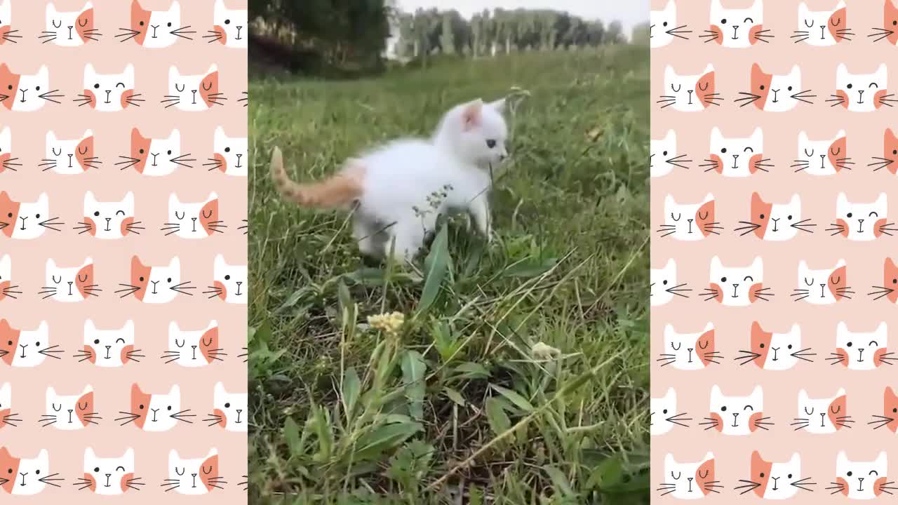 cute and funny video that make your days