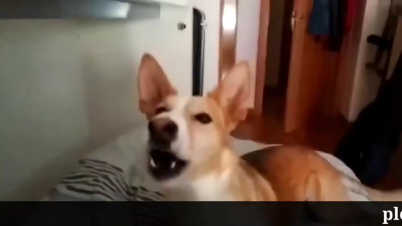 Despacito song by dog