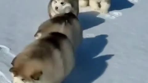 The Best Funny Smart Dogs #2