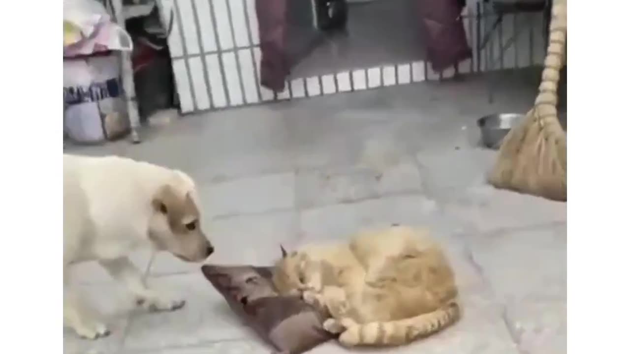 Dog and Cat funny Compilation Video