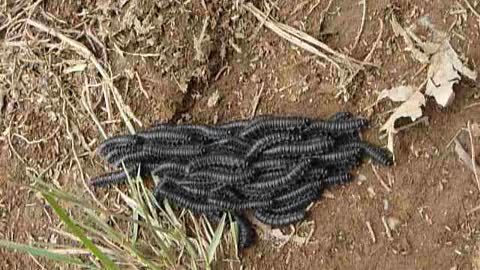 Caterpillars moving together