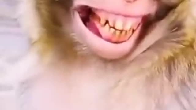 Funny monkey short video 😂😂😂 | monkey laugh video | monkey videos