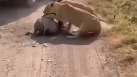 Lion attack buffalo till death