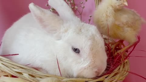 White Rabbit Cute Eating