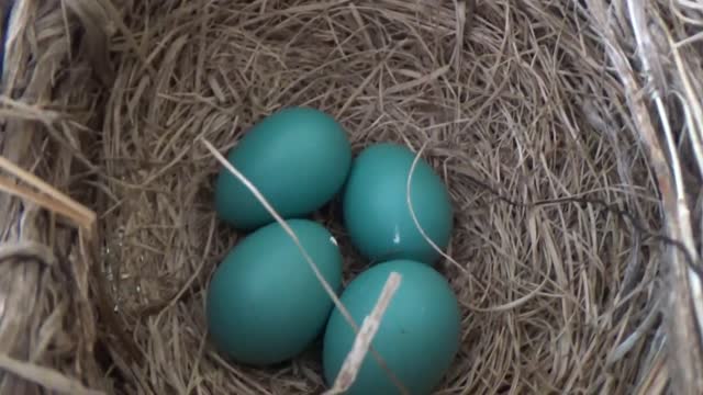 Robin Eggs