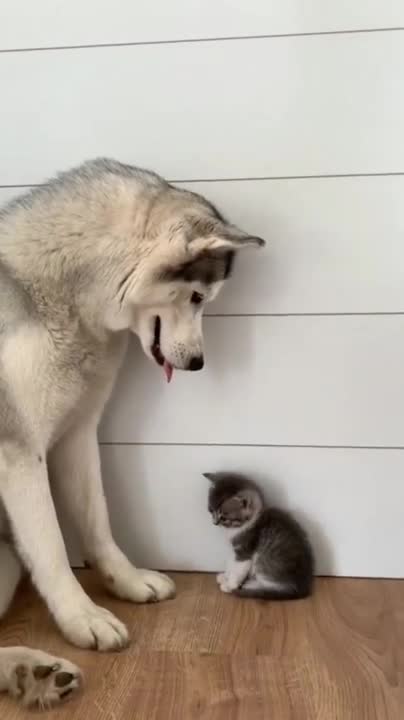 Cat and dog cat love what's app status 🥰❤️💥