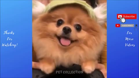 Cute And Funny Pet Videos Compilation Funny Dog Videos - Baby Dogs