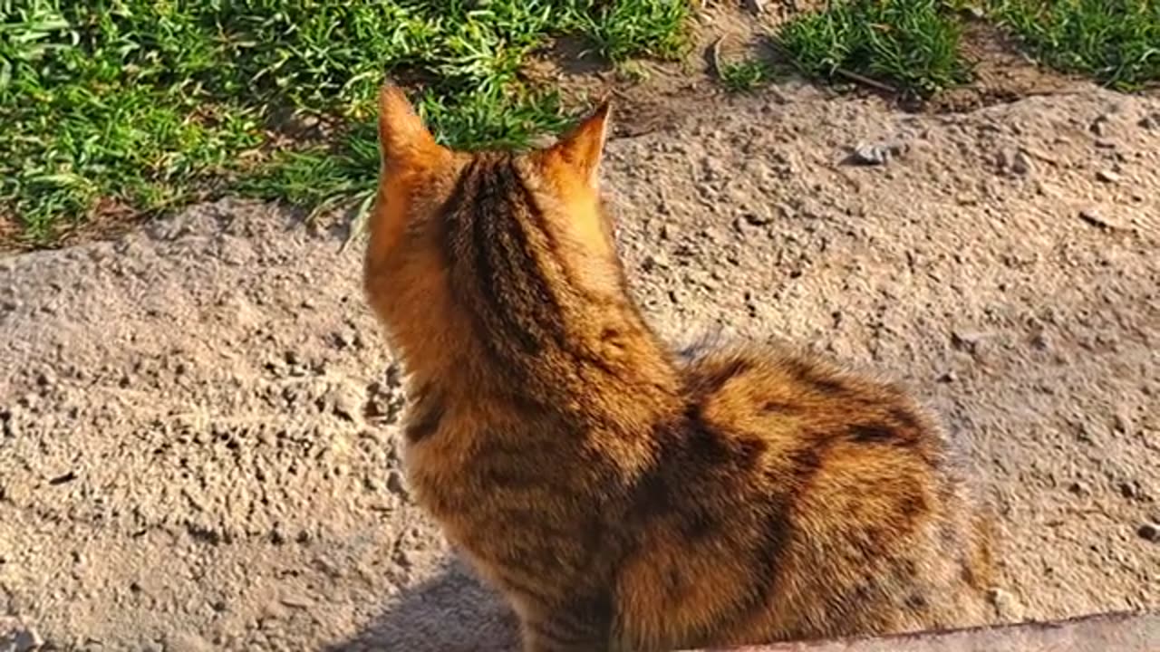 Cute kitten meowing 🥰 The kitten's voice was very beautiful #meow #meowing