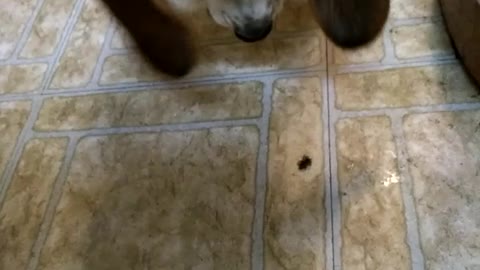 Beagle versus large spider