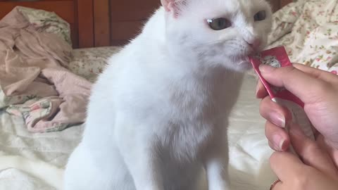Kitten Does Tricks for Treat