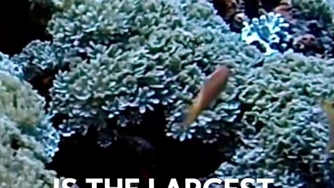 Amazing facts about The Great Barrier Reef's Size