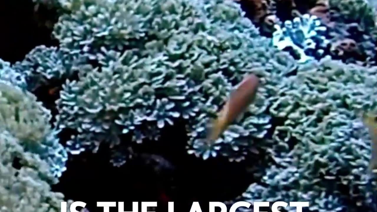 Amazing facts about The Great Barrier Reef's Size