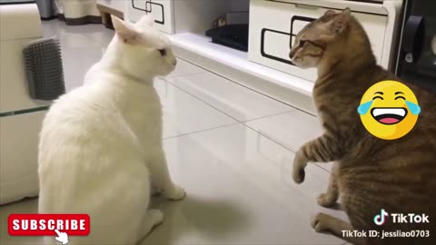 Try not to laugh 🤣