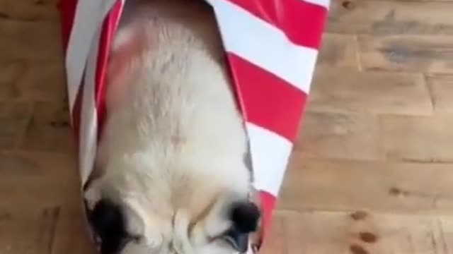 Cute and Funny Dogs Videos Compilation 2021