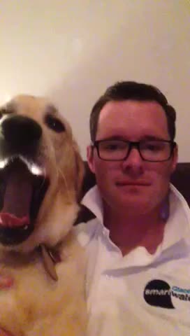 Beautiful Retriever can’t stop licking her lips!