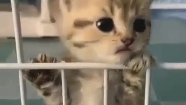 Сute is off scale