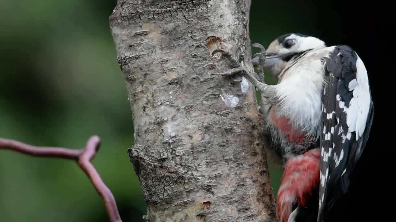 Red spotted woodpecker Pecking old tree