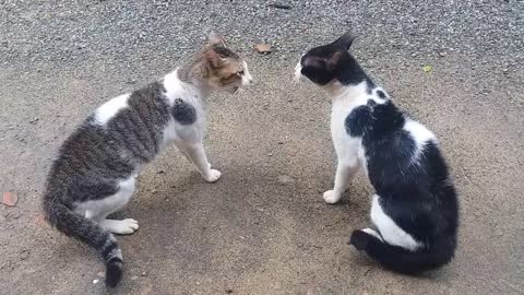 Cats Fighting with sound - Exclusive Video (Play with full sound)