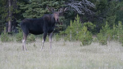 Bull Moose in the meadows