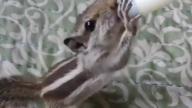 fun with Chipmunk🐿️ | funny Squirrel | Best funny video | best funny anima