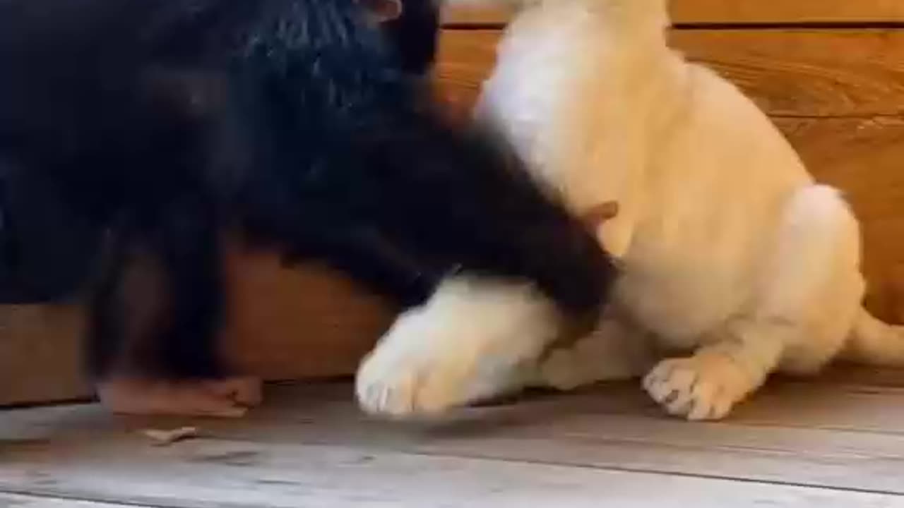 *GRAPHIC* -- Animal Planet vs Reality