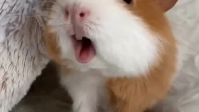 Guinea pig food noise