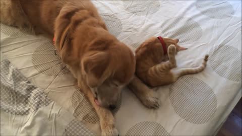 Cat and dog, best friends