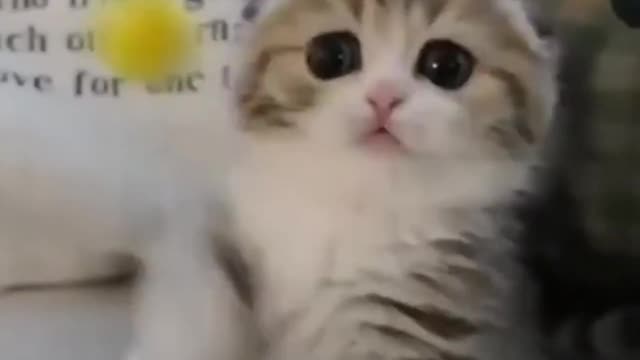 Funny Cat Videos Funny Animal Videos Try Not To Laugh