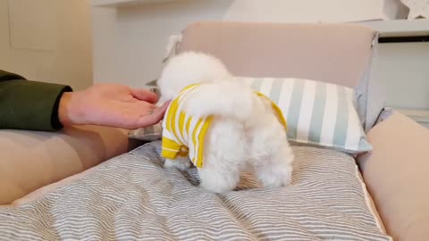 Bichon frise is so cute Lovely puppy.